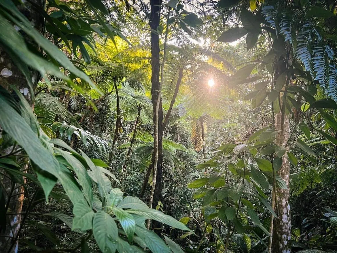 Tranquil Rainforest Studio Kuranda 0*,  Australia